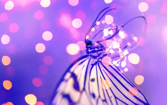 Motýľ s bielymi krídlami obklopený fialovým svetlom.jpg